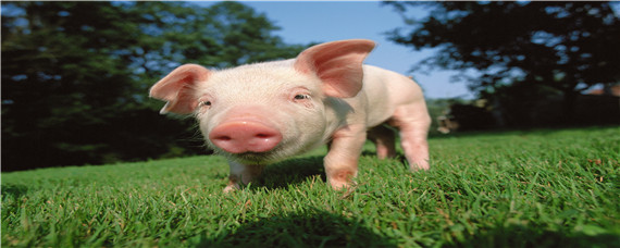 猪几个月性成熟 猪多少个月性成熟