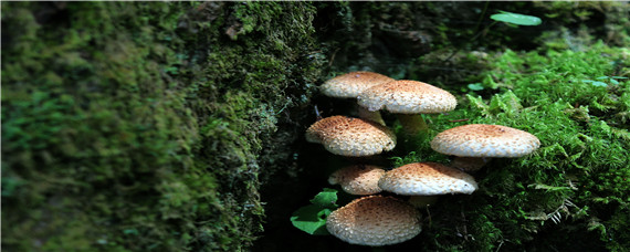 蘑菇的种植条件和适宜环境（蘑菇生长环境和条件）