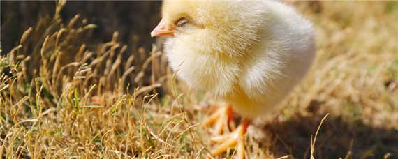孵化机刚孵出的小鸡怎样喂养（小型孵化机怎么孵化小鸡）