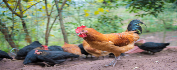 鸡缺钙需要吃什么食物 鸡吃什么食物补钙
