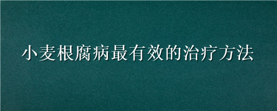 小麦根腐病最有效的治疗方法 小麦根腐病怎么治疗