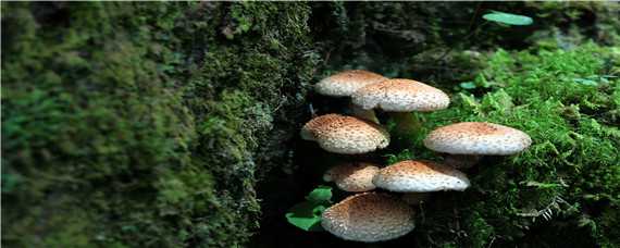 种植蘑菇技术