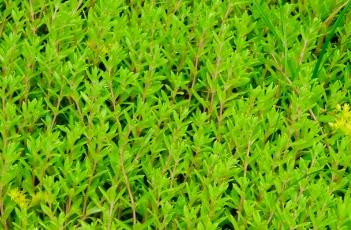 垂盆草 垂盆草的功效与作用