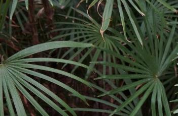 矮棕竹 矮棕竹盆景图片