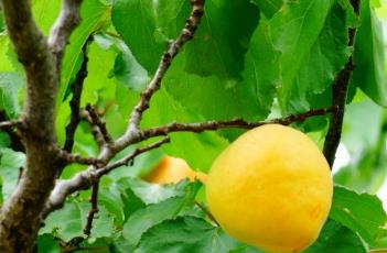 杏子的功效和作用 杏子