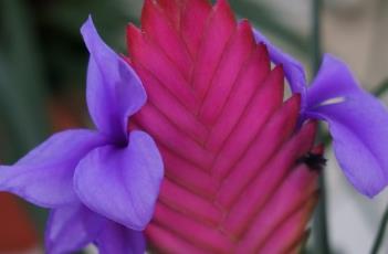 紫花凤梨 紫花凤梨一年开几次花