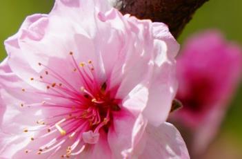 品霞桃的花期与哪个品种桃花的花期相近 品霞桃