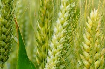 小麦 小麦胚芽的功效与作用