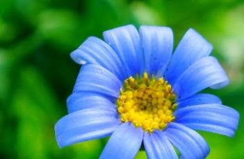 蓝雏菊的花语是什么 蓝雏菊