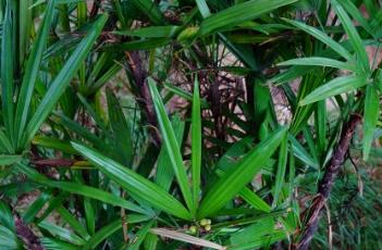 棕竹（棕竹的养殖方法和注意事项）