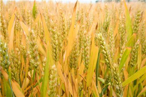 春小麦和冬小麦的区别是什么意思 春小麦和冬小麦的区别是什么