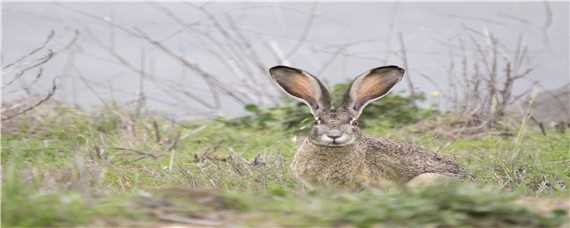 冬季野兔的活动规律 冬季野兔的活动规律是