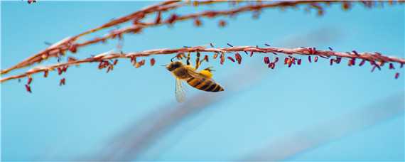 工蜂的寿命有多长 工蜂的寿命有多长时间?