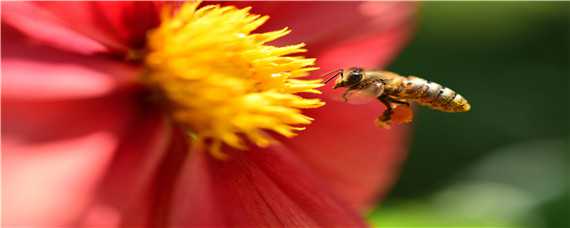 冬天蜜蜂如何喂食（冬天蜜蜂如何喂食呢）