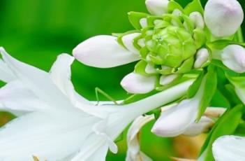 玉簪 玉簪花的养殖方法和注意事项