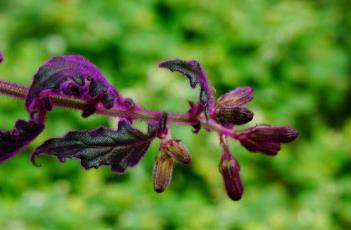 紫鹅绒（紫鹅绒开花）