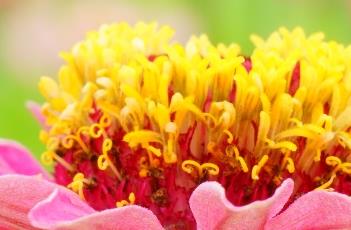 百日菊的种植方法和注意事项 百日菊