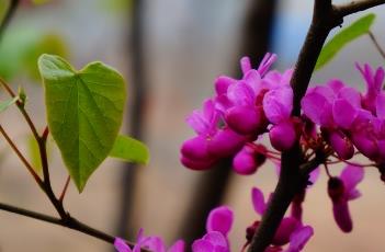紫荆花 紫荆花树