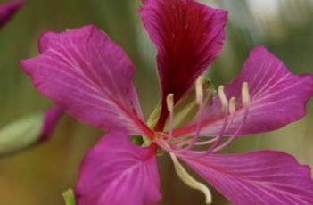 红花羊蹄甲 红花羊蹄甲和紫荆花的区别