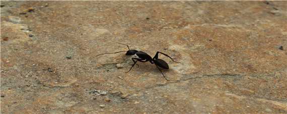 红蚂蚁的繁殖 红蚂蚁的繁殖周期