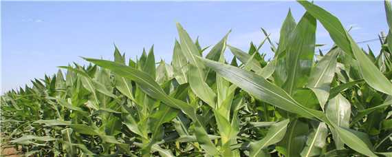 科泰58玉米种子种植区域 科泰58玉米种特征特性