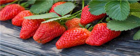 大棚草莓亩产量一般多少斤 大棚草莓每亩产量多少斤