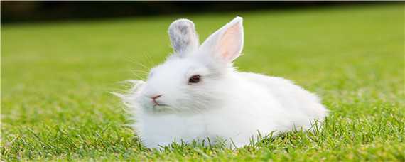 兔子的养殖技术 养兔子怎么养