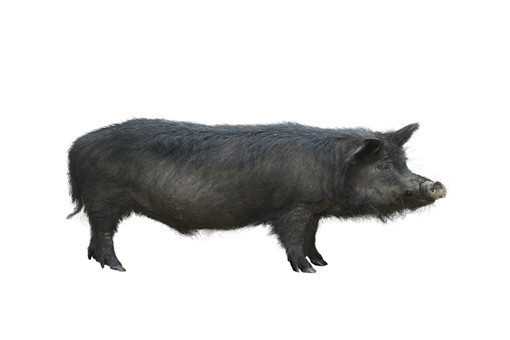 黑猪肉多少钱一斤