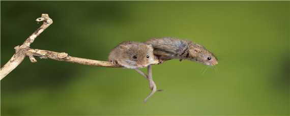 老鼠的繁殖能力有多强（老鼠繁衍能力强吗）