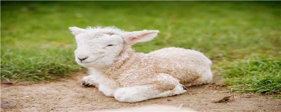 小羊羔拉稀用什么药 小羊羔拉稀用什么药效果好小羊羔拉不出来粪便