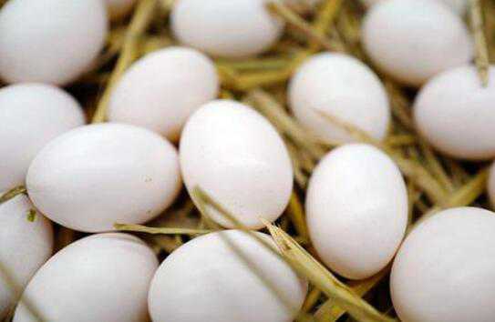 鸽子蛋和鸡蛋营养对比（鸽子蛋对比鸡蛋的营养价值及功效）