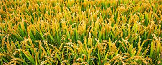 什么是超级稻,超级稻有几种 超级稻主要指什么