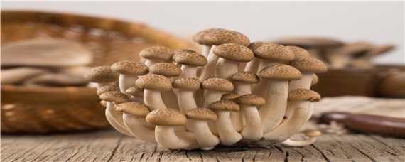 大棚蘑菇种植技术 大棚蘑菇种植技术规范