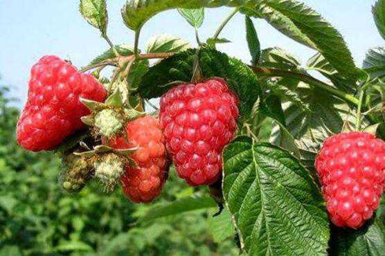 树莓与覆盆子的功效区别 覆盆子和树莓的区别，覆盆子的功效