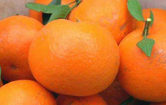 橘子和桔子的区别 吃橘子的好处
