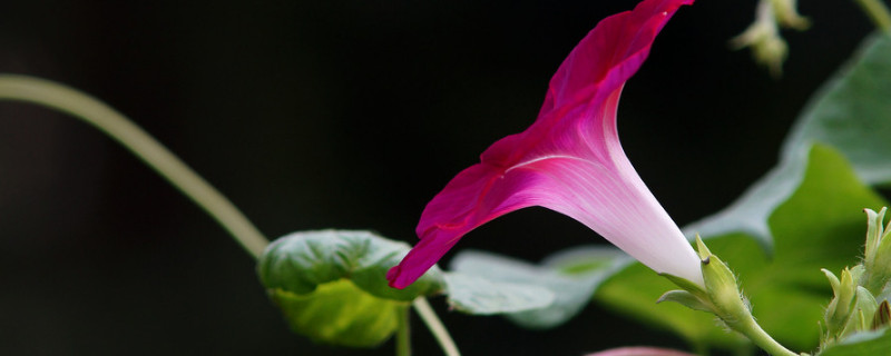 牵牛花可以直接种在花盆里吗