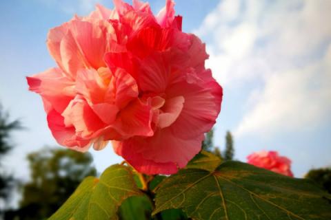 芙蓉花是怎样培育容易活