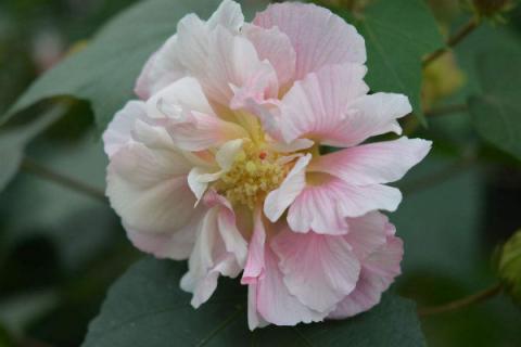 芙蓉花夏天开了花秋天也开花吗