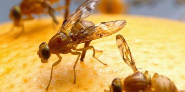 防治果蝇的特效药 防治果蝇的特效药生物