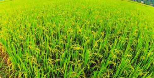 100亩水稻能赚16万吗 1000亩水稻能赚多少钱
