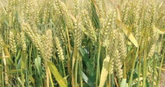 一亩地能收多少小麦 一亩地能收多少小麦?