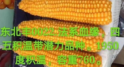 东北丰0022玉米种介绍 东北丰001玉米种价格
