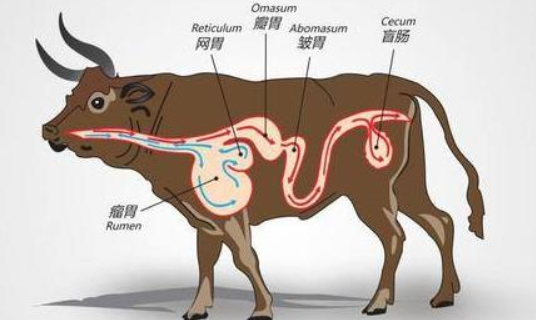 牛的四个胃分别叫什么名字 牛的四个胃都叫什么