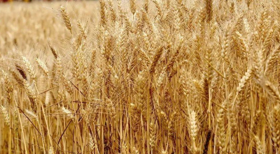 十一月中旬种小麦晚吗 11月中旬种小麦晚吗