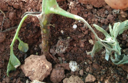 茄子茎基腐病防治技术 茄子茎基腐的防治方法