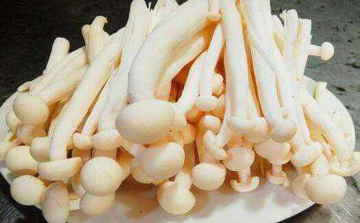 海鲜菇的功效与作用及禁忌有哪些食物 海鲜菇的功效与作用及禁忌有哪些