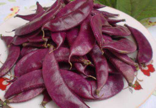 紫扁豆与白扁豆的区别（紫扁豆与白扁豆的区别与功效）