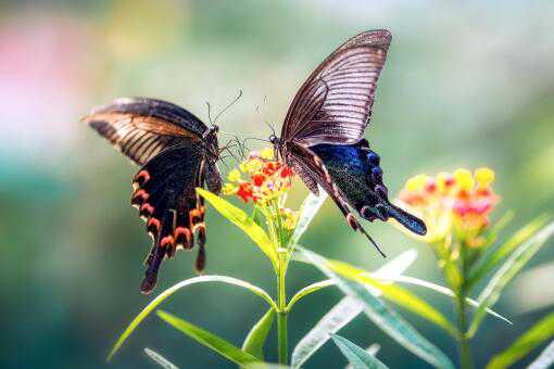 蝴蝶的特点和生活特征是什么 蝴蝶的特点和生活特征是什么意思