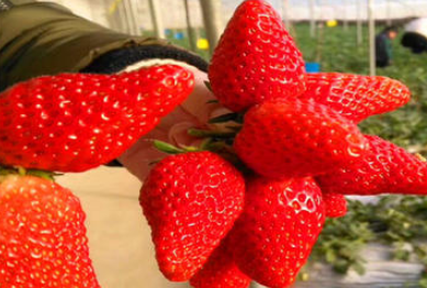 安娜草莓