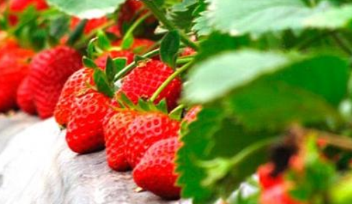 草莓的种植过程 草莓的种植过程图片